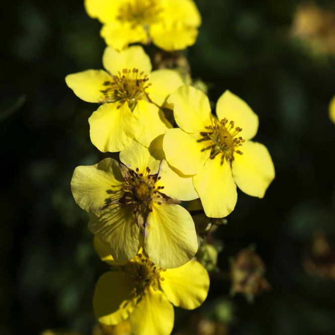 Hovedbilde Buskmure 'Tervola'