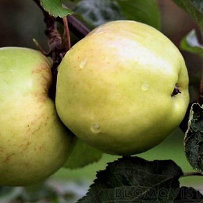 Hovedbilde Epletre 'Antonovka' 