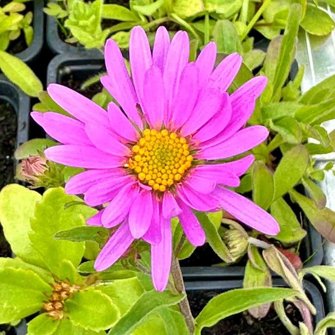 Hovedbilde Asters, alpe- 'Pinkie'