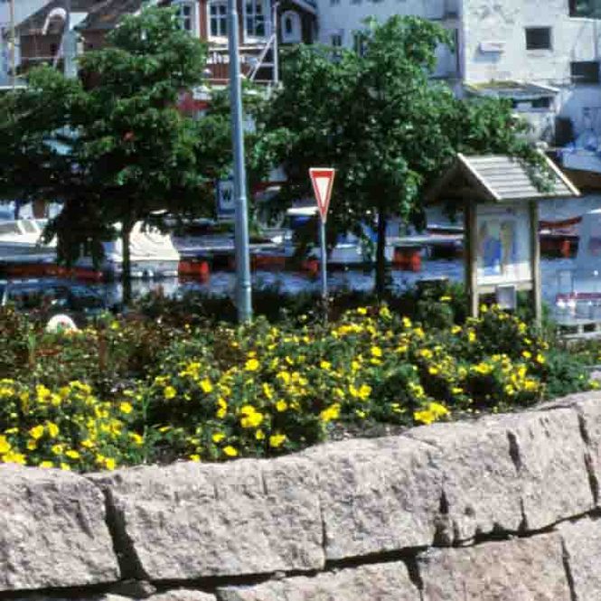Hovedbilde Buskmure 'Goldteppich'