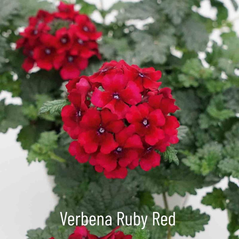 Verbena