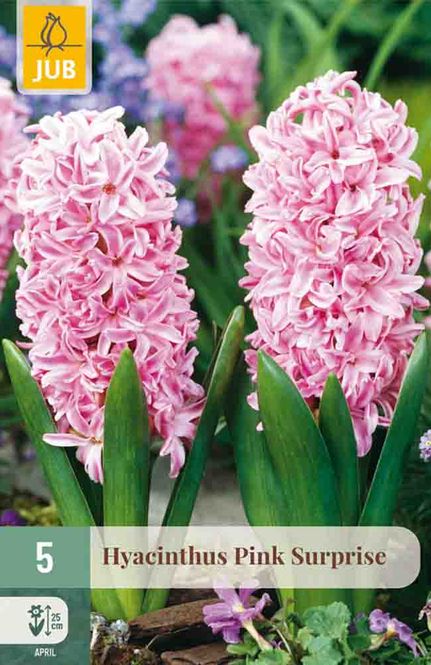Hovedbilde Svibel 'Pink Surprise'
