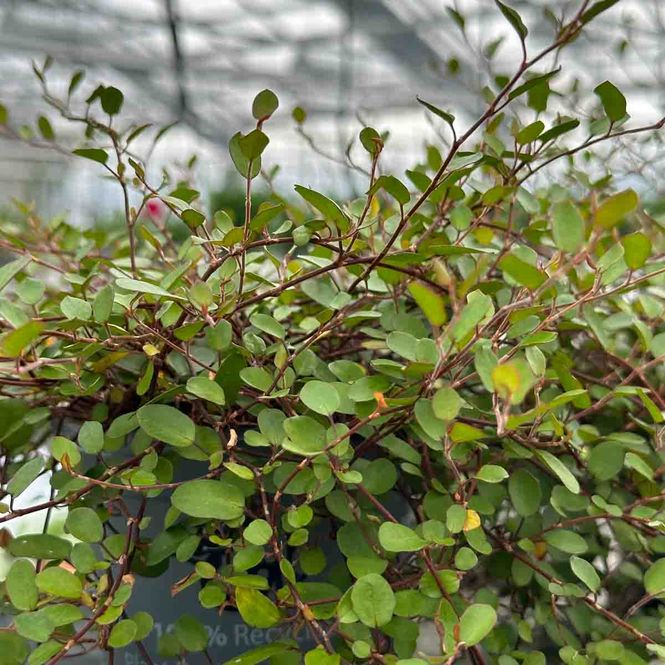 Hovedbilde Muehlenbeckia complexa 