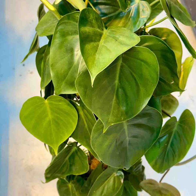 Hovedbilde Philodendron scandes