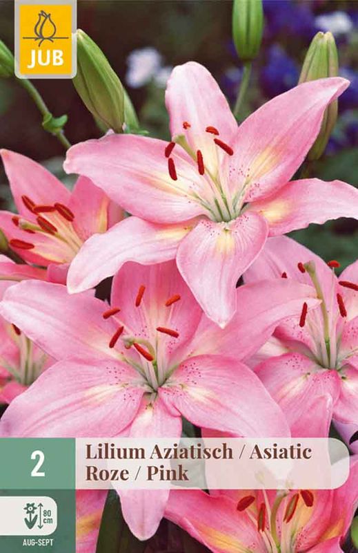 Lilje, Asiatisk- Rosa 2pk