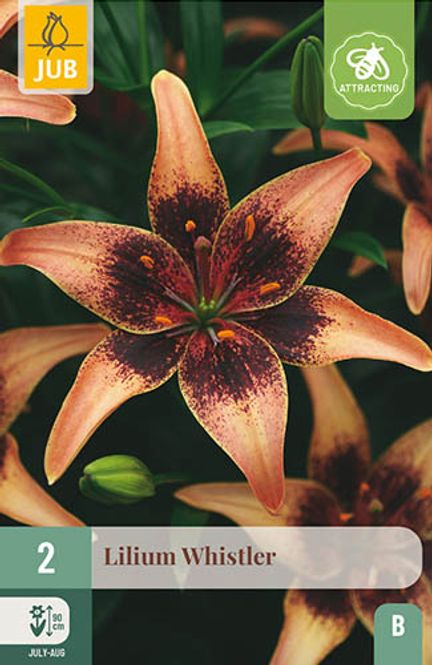 Hovedbilde Lilje, Asiatisk-  'Whistler'