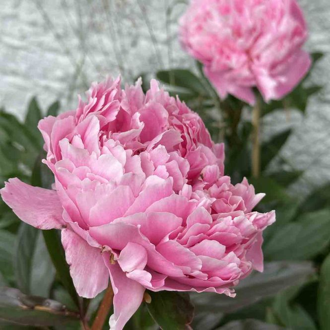 Hovedbilde Peon, silke- 'Sarah Bernhardt'