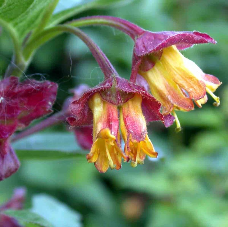 Skjermleddved 'Kera'